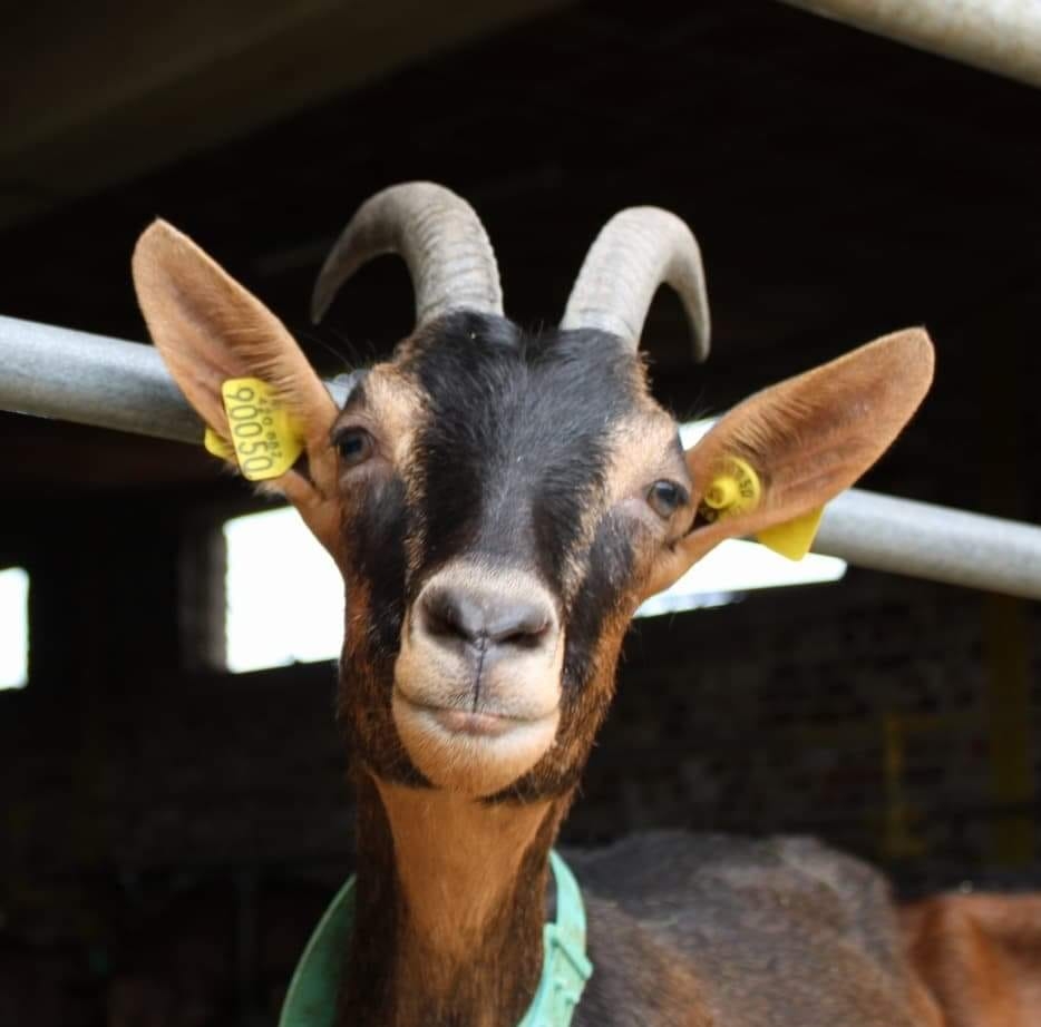 La Ferme des Preutins