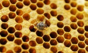 Les-Abeilles-de-lecelles-4