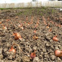 ferme-pigeonnier-photo3